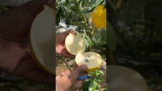 Abiu Fruit abiu abiufruit fruitplant fruitcutting kerala fruitcarving nature viralvideo [upl. by Cozmo]