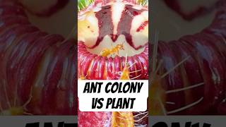 Ant Colony vs Carnivorous Plant [upl. by Cybil749]