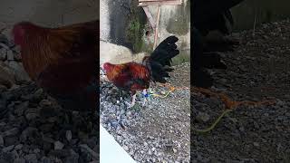 Midstation gamefowl rooster original sound [upl. by Iliram]