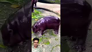 animals hippo hippochubby wildlife zoo hungryhippo hippocampus hippie love [upl. by Annaitsirk]