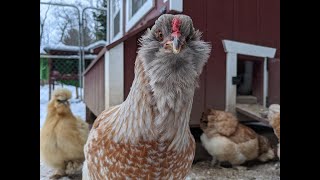 A Simple Guide to Chicken Molting Care [upl. by Lashonda90]