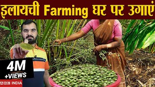 इलायची की खेती  Elaichi Farming  cardamom Farming  Profitable Farming  Elaichi ki kheti farming [upl. by Yelich25]