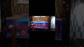 Good quality fish tank lucky fish house Solapur 9595101661 [upl. by Rosalinda464]