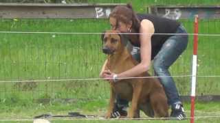 Coursing met Rhodesian Ridgebacks [upl. by Ynatterb908]