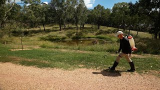 Spraying Broadleaf Weeds and Nutgrass Before Overseeding [upl. by Jaye]