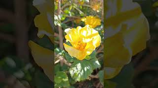 Hibisco amp Bird 💛🌺🌳🐦nature flowerssunnydayspring yellowflowersbirdscolors lovebeautifulday 💛 [upl. by Mij]