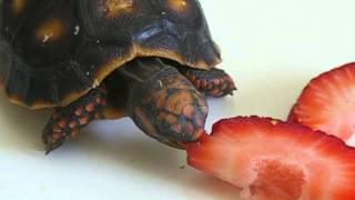 New Baby  Red Footed Tortoise [upl. by Danie]