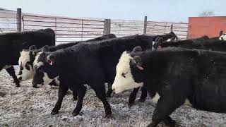 2024 Baldy Replacement Heifers [upl. by Theodor]