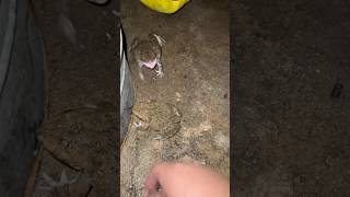 Catching a frog for fun  Catch a frog wants to laugh  Tep longheng funny ft Animal Frog Survival [upl. by Gina]