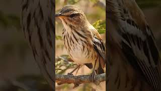 Song from a White browed Scrub Robin shorts [upl. by Llerrah390]