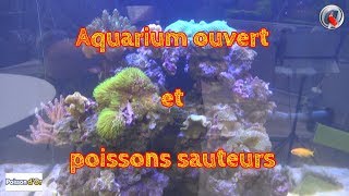 Aquarium ouvert et poissons sauteurs [upl. by Schouten]