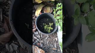 Perennial Corriander Cilantro part one [upl. by Boonie564]