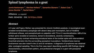 8 Spinal lymphoma in a goat [upl. by Yaluz]