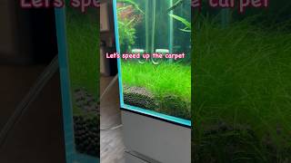 I kinda wish I didn’t remove the carpet to make a mini beach area youtubeshorts aquarium fish [upl. by Otreblanauj]