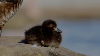 Cute Duckling of the Tufted Duck Aythya fuligula [upl. by Lyda]