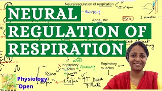 Neural regulation of respiration  Respiratory system physiology mbbs 1st year lecture [upl. by Gauntlett895]