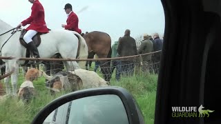 Tiverton Staghounds  Hunted spring stags at Landacre Bridge [upl. by Ogata508]