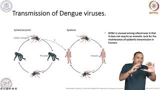 Arbovirus and Dengue virus infection [upl. by Bunder532]