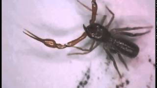 Footage of a new species of Pseudoscorpion [upl. by Brom]