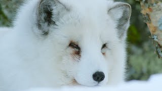 Arctic Fox Hunts With Its Ears  Snow Animals  BBC Earth [upl. by Ystap]