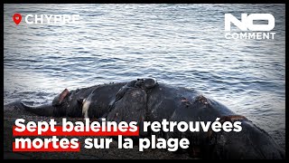 7 baleines retrouvées mortes sur la côte nord de Chypre les séismes suspectés [upl. by Glanti929]