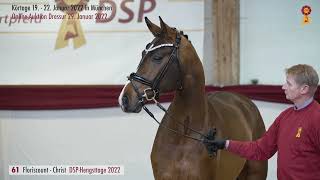 Lot 61 Hengst v FloriscountChrist [upl. by Nessy]