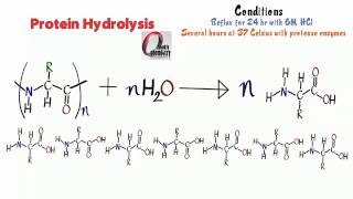 Amino Acids 12 Protein Hydrolysis [upl. by Thistle747]