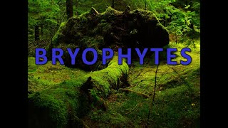 Bryophytes [upl. by Iviv]