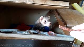 Ferrets are always bunkering food [upl. by Humo]