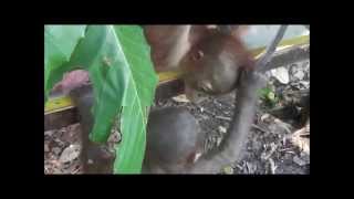 Baby orangutan Budi meets another orangutan for the first time [upl. by Nwahshar403]