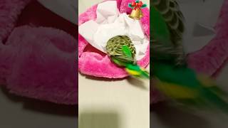 funny bird clips🐦 [upl. by Atilehs]