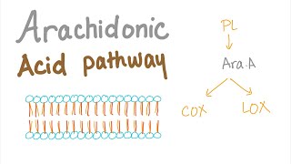 Arachidonic Acid Pathway The most Comprehensive Explanation  COX1 COX2 LOXProstaglandin LTNs [upl. by Fabri364]