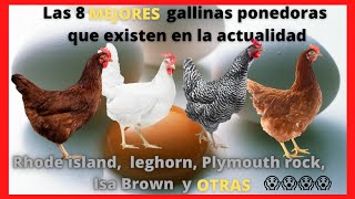 Las 8 mejores gallinas ponedoras Isa Brown rhode island leghorn Plymouth rock HyLine brown [upl. by Pepe]