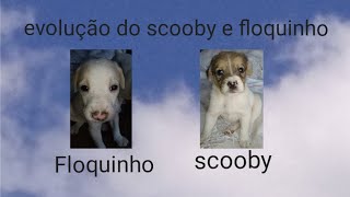 evolução do scooby e floquinho🐶🐶 [upl. by Ahsik]