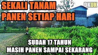 Sekali Tanam Panen Terus Setiap Hari  sudah jalan 17 Tahun [upl. by Eniruam612]