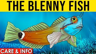 Blennies Info And Care  All About The Saltwater Blenny Fish [upl. by Nolita]