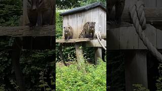 Coati’s waiting for food🐾cuteanimalsanimalphotoscoatimundicoolanimalsinterestinganimalsamazon [upl. by Lindgren]