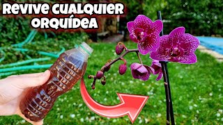 REVIVE CUALQUIER ORQUÍDEA con esto Abono Casero y Fertilizante natural para florecer Phalaenopsis [upl. by Oznarol]