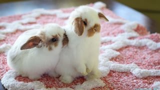 Cute Baby Holland Lop Bunnies Playing Inside the House [upl. by Cj]