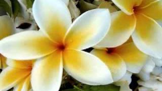 yapese song jamilya [upl. by Catriona744]