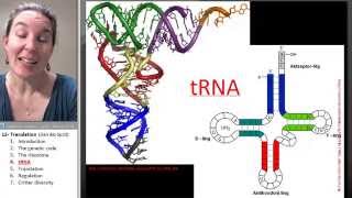 Translation 4 tRNA [upl. by Adnilemreh]