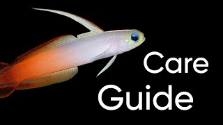 Red Fire Fish Goby Care Guide [upl. by Nahsrad]