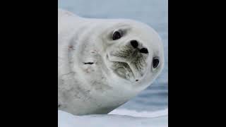 Dramatic Crabeater Seal [upl. by Ahsen]