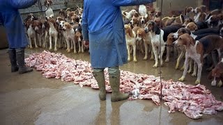 Feeding hounds in the Château de Cheverny France [upl. by Kampmann]