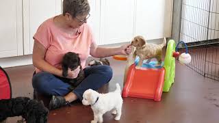 Watch 16 labradoodle puppies play together on You Tube video [upl. by Hoebart]