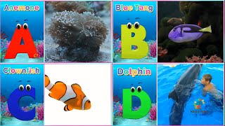 Sea Animals phonics song for toddlers Alphabet phonics song for kids Abc song for kids  Abcde [upl. by Assilana]