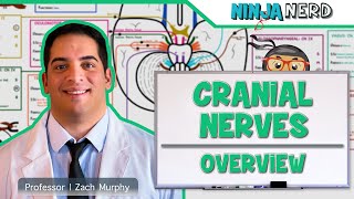 Neurology  Cranial Nerves Overview [upl. by Trefler]