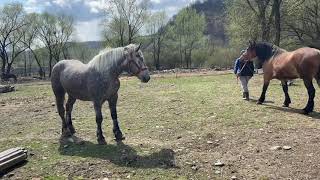 Caii lui Dodo de la SighetuMarmatieiMaramures2022 [upl. by Waldemar]