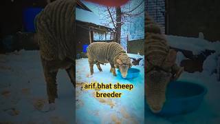 HIGH BREED MERINO SHEEP [upl. by Fem444]