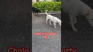 Party all time after night duty going for deep rest dog friendshipday motivational viral [upl. by Chura]